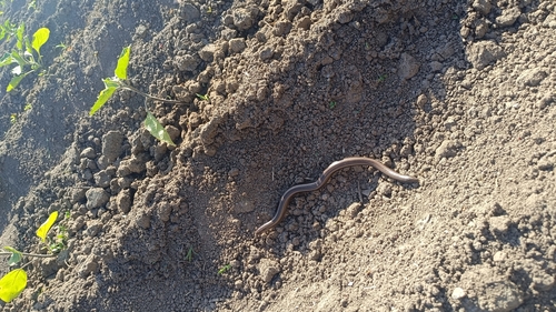 Eastern Slowworm