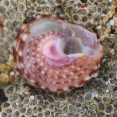 Modelia granosa
