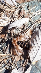 Endromis versicolora