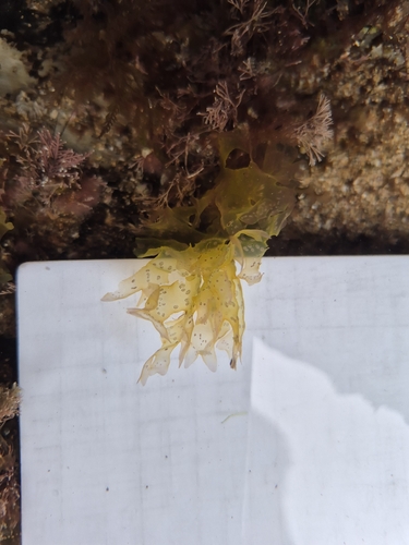Nitophyllum punctatum observed 2026-05-30