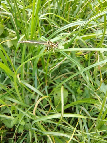 Blue Featherleg