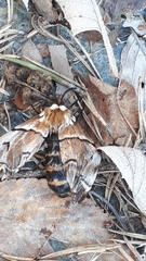 Endromis versicolora