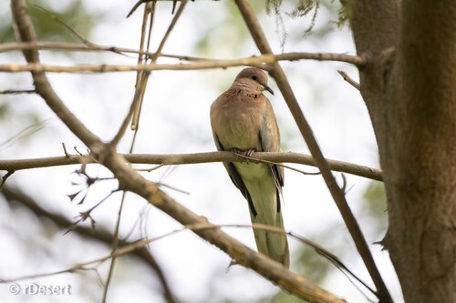 Laughing Dove