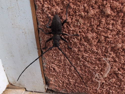 Morimus asper