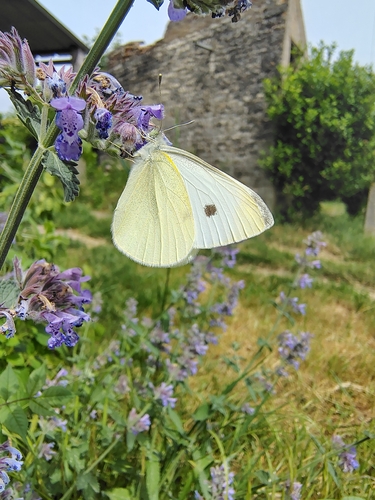 Small White