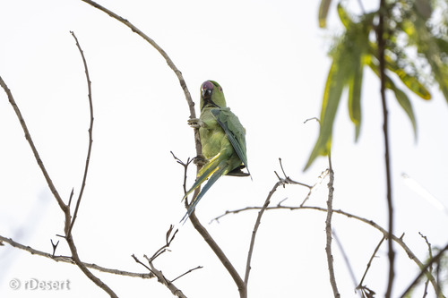 Rose-ringed Parakeet