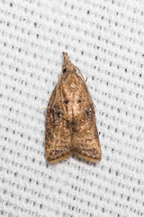 Platynota flavedana