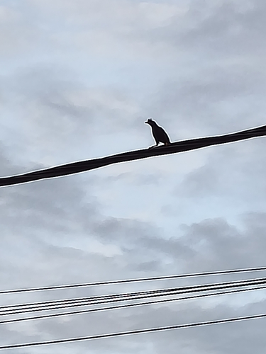 Typical Mynas