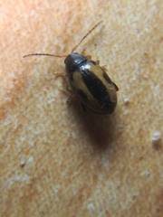 Phyllotreta ochripes