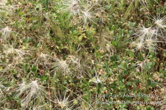 Bouteloua megapotamica