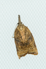 Platynota flavedana