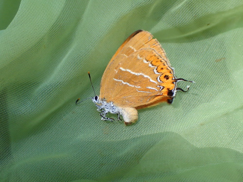 Orange Hairstreak