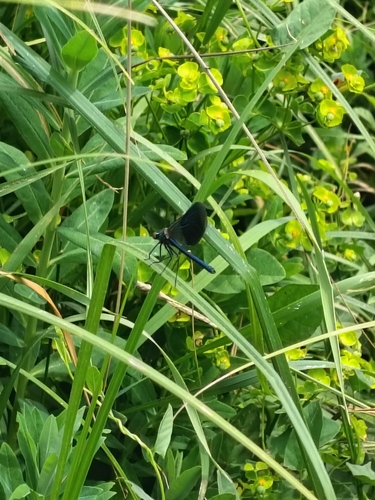 Banded Demoiselle