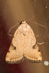 Micrathetis costiplaga