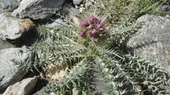 Carduus carlinoides