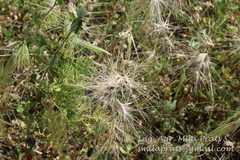 Bouteloua megapotamica