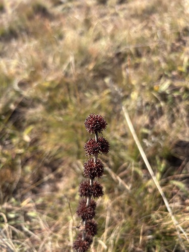 Crassula nodulosa