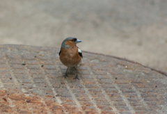 Fringilla coelebs