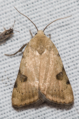 Micrathetis costiplaga