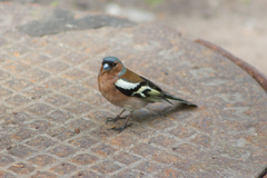 Fringilla coelebs