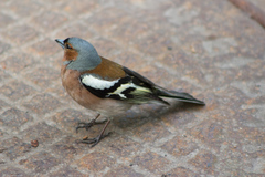 Fringilla coelebs