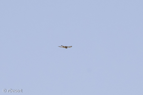 Eurasian Kestrel