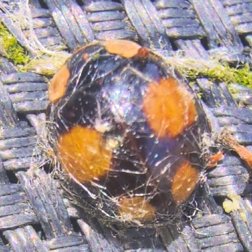 Asian Lady Beetle