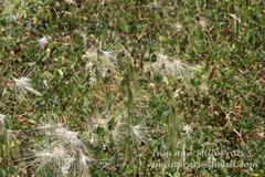 Bouteloua megapotamica