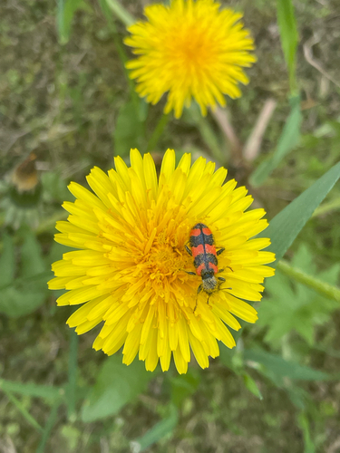 Bee-eating Beetle