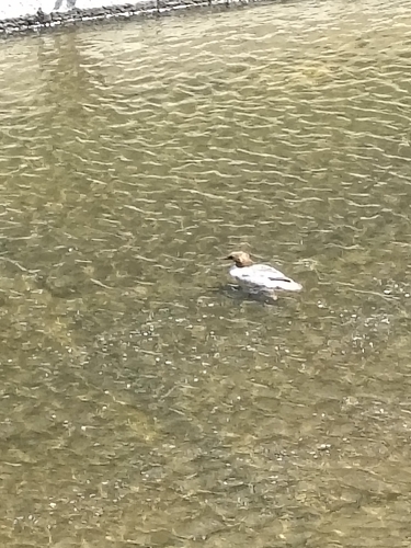 Common Merganser