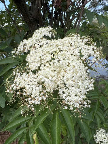 American black elderberry