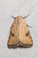 Micrathetis costiplaga