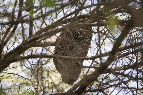 Red Dwarf Honey Bee
