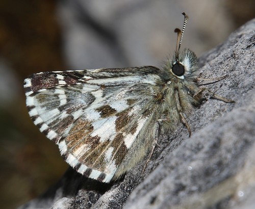 Alpine Grizzled Skipper
