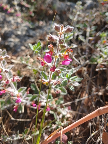 Teucrium divaricatum, photograph 2