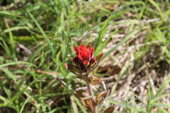Castilleja arvensis pastorei