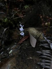 Utricularia sandersonii