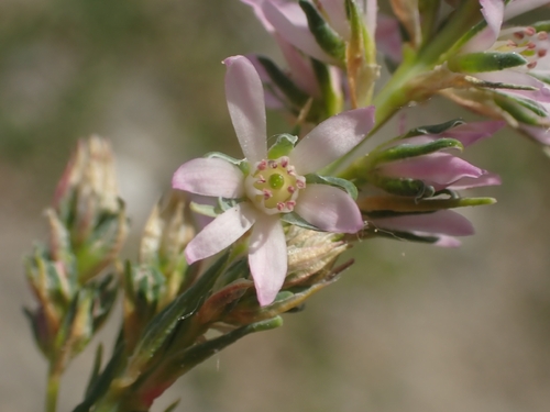 Myricaria
