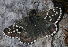Pyrgus andromedae