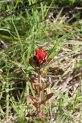 Castilleja arvensis pastorei