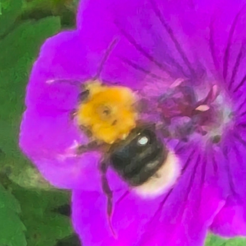 Tree Bumble Bee