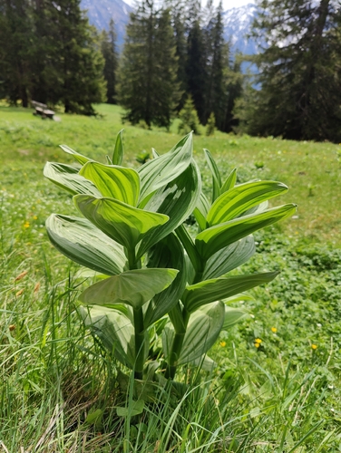 White Hellebore