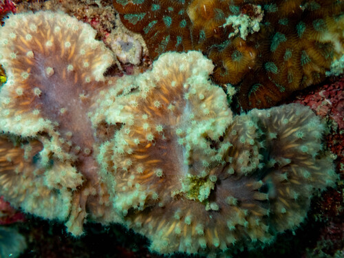 Alcyonarian Soft Coral