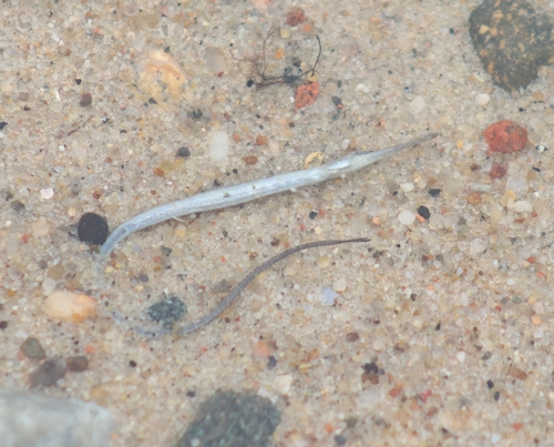 Straightnose pipefish (Nerophis ophidion) — Syngnathidae