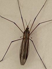 Tipula