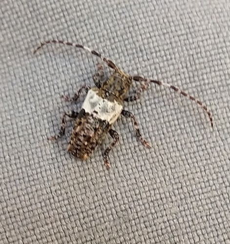 Pogonocherus hispidulus