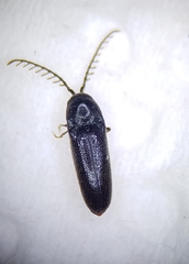 Microrhagus pygmaeus