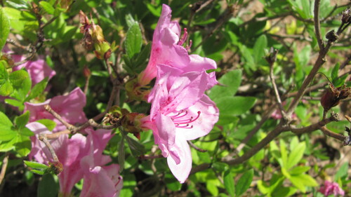 Rhododendron yedoense iNat (2)