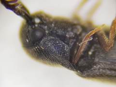 Microrhagus pygmaeus