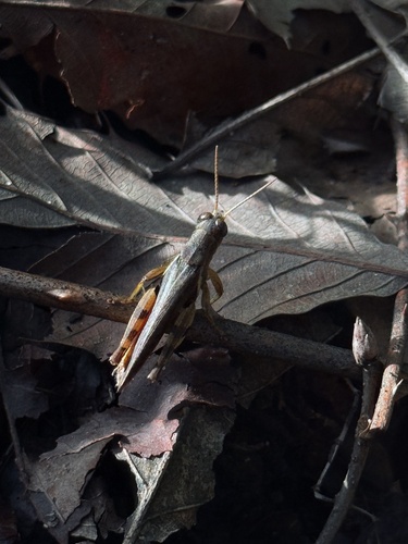 Xenocatantops brachycerus